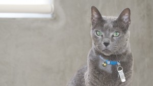 Russian Blue cat