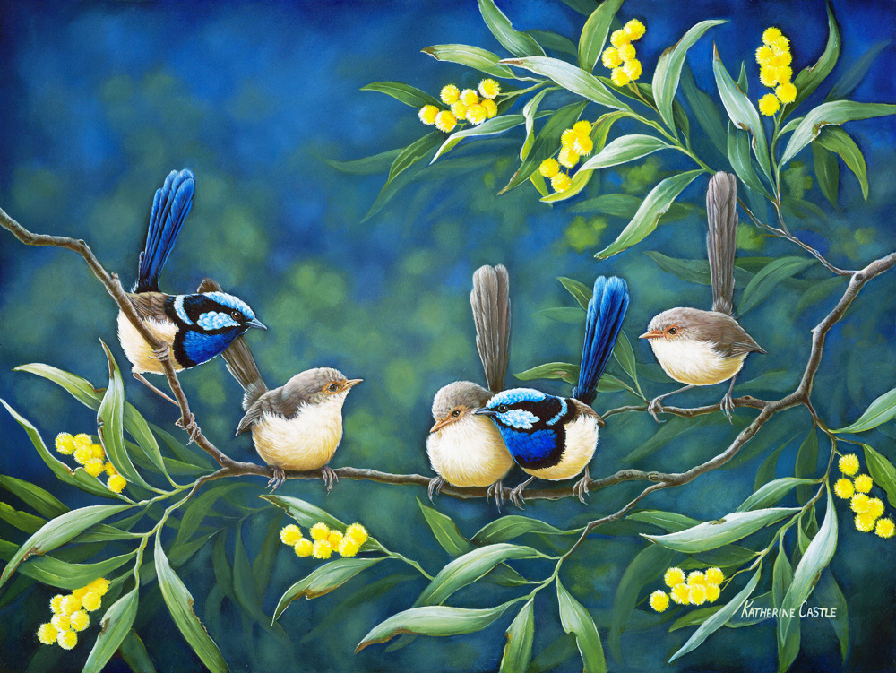 centre-of-attention-fairy-wrens2