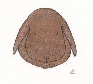 lop-bunny